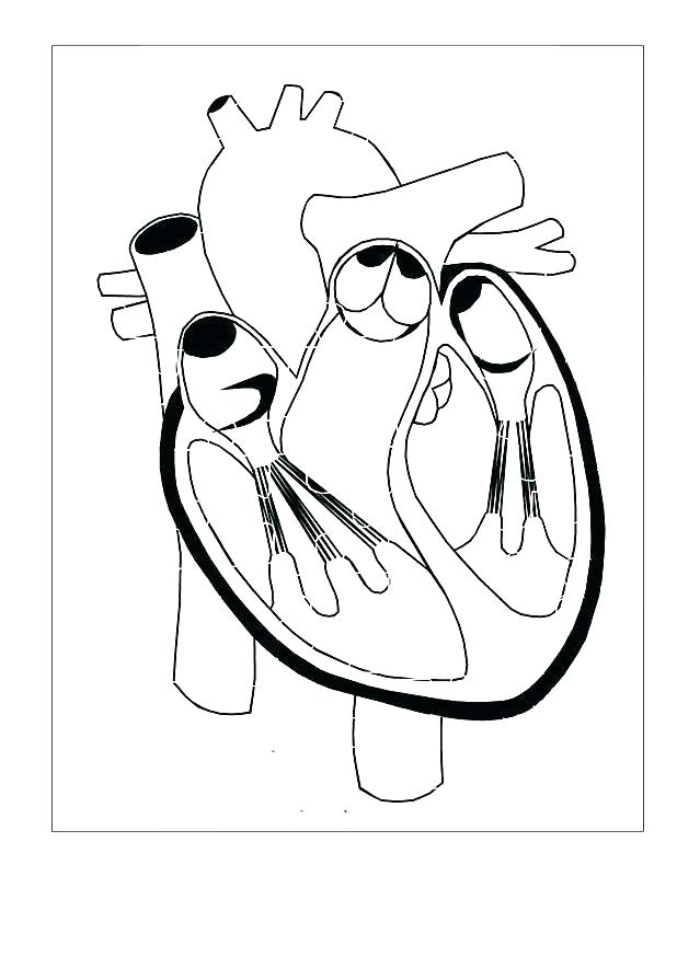 618x874 Body Coloring Pages The Human Body Coloring Book Body Coloring