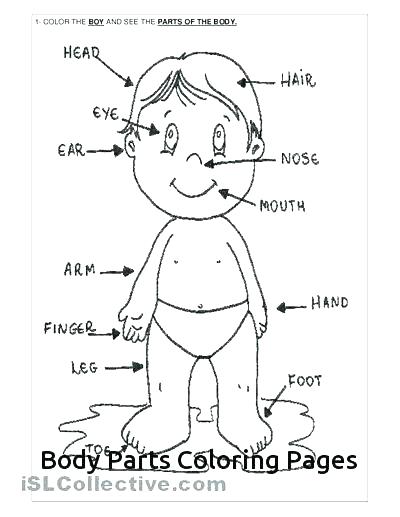 400x517 Body Coloring Page Body Coloring Page Body Systems Coloring Pages