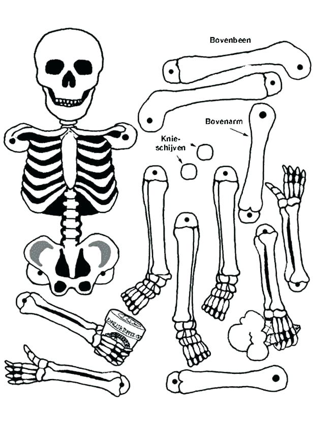 618x874 Human Body Coloring Pages Body Coloring Pages Cool Human Body