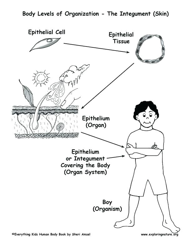 612x792 Body Coloring Page Body Coloring Page Body Systems Coloring Pages