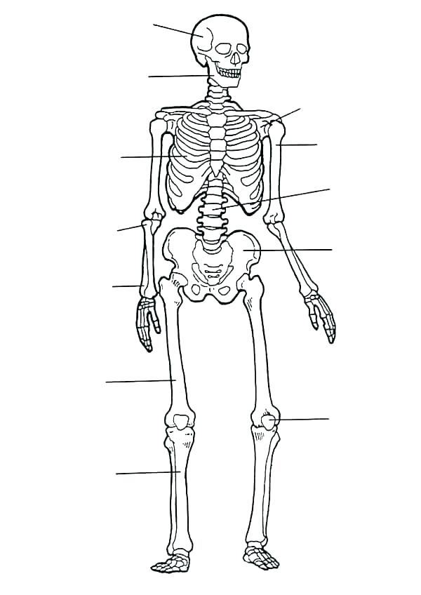 600x848 Body Coloring Page Frog Outline Images Copy Body Coloring Page