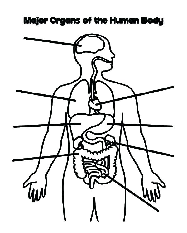 600x748 Body Coloring Page Major Organs Of The Human Body Coloring Pages