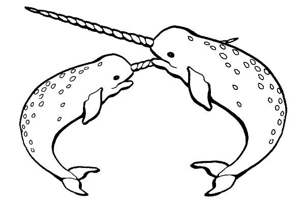600x400 Narwhal Coloring Page Beautiful Free Coloring Pages Of Narwhals