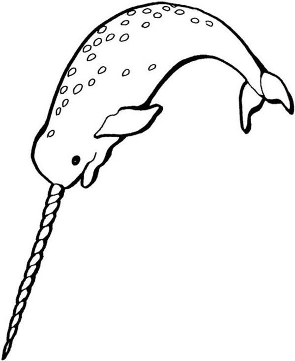 600x736 Related Image Narwhal