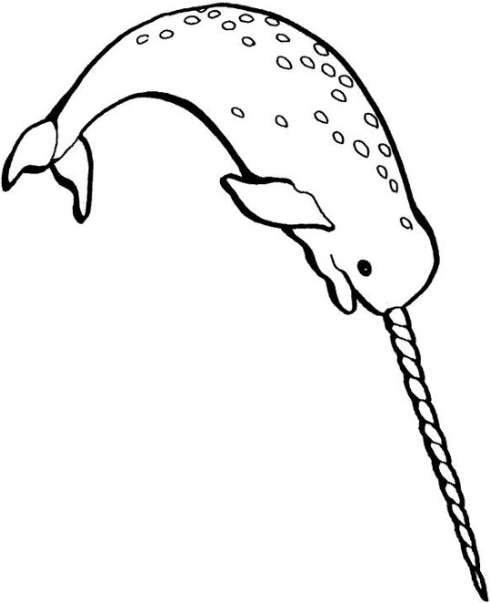 540x662 25 Narwhal Coloring Page Selection Free Coloring Pages
