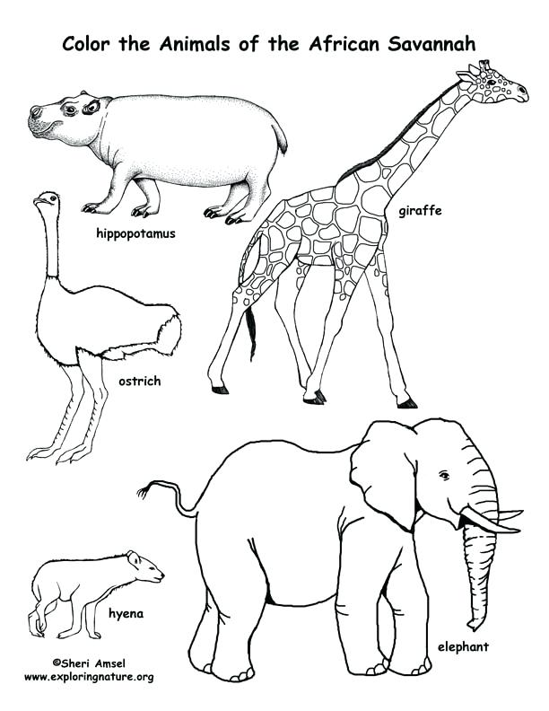612x792 Natural Resources Coloring Pages Bison Coloring Page Download