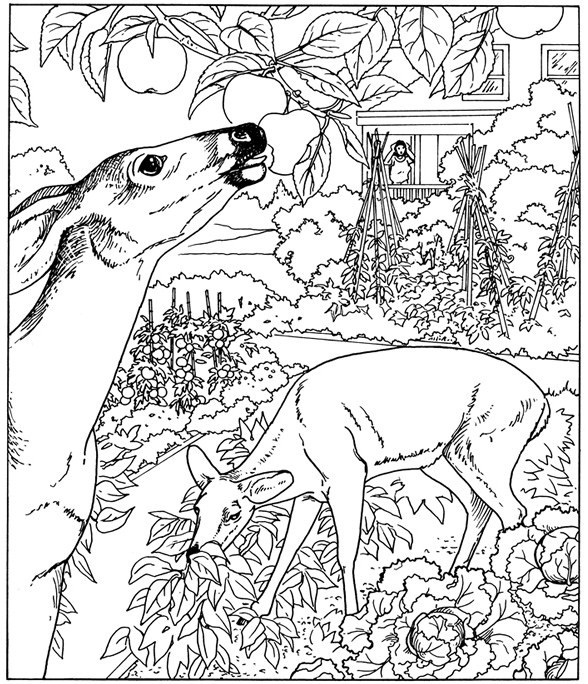 588x684 Coloring Pages For Adults Nature Free Printable Coloring Nature
