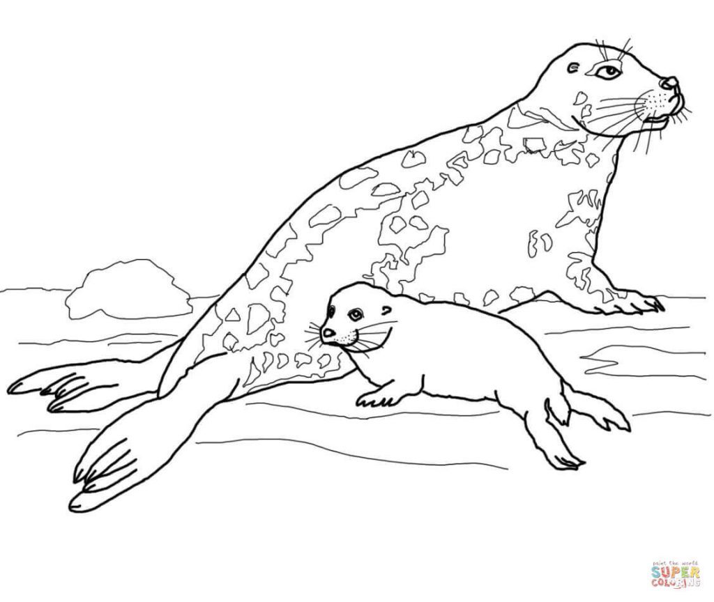 1024x864 Seal Coloring Pages Image Highest Clarity Cute Leopard Baby Harp