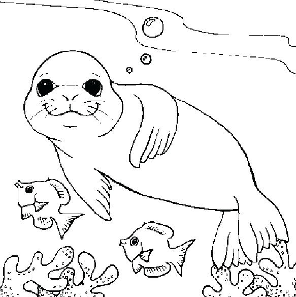 583x584 Seals Coloring Pages Seal Coloring Page Pages Coloring Trend