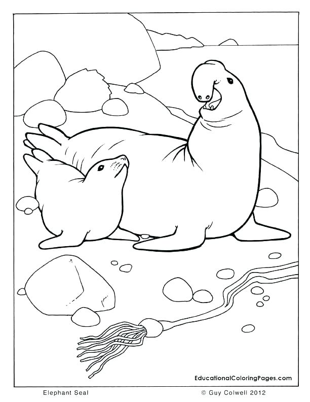 612x792 Seals Coloring Pages Seal Coloring Pages Pretty Seal Coloring