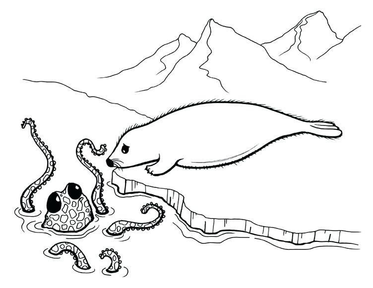 752x581 Coloring Seals Coloring Pages Octopus And Seal Page Navy. Seals