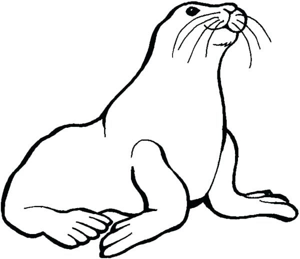 600x519 Seals Coloring Pages Coloring Pages Collection