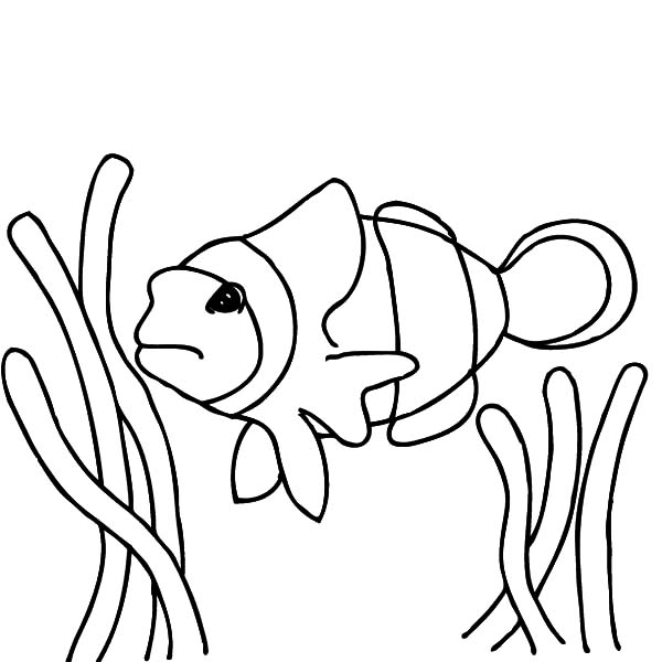 600x600 Finding Nemo Clown Fish Coloring Pages Best Place To Color