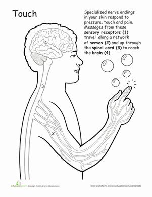Nervous System Coloring Page