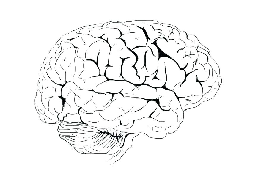 878x659 Brain Coloring Worksheet Nervous System Coloring Worksheet Nervous