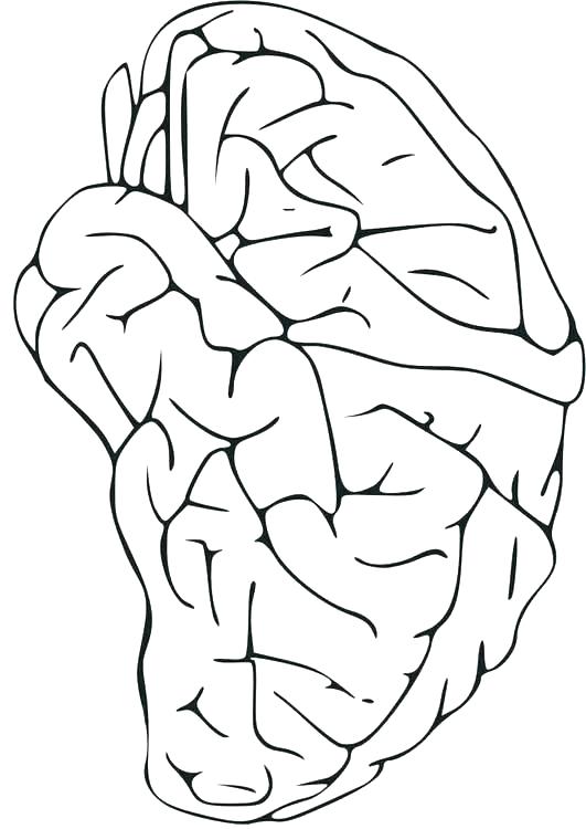 531x750 Central Nervous System Coloring Pages Worksheet 9 Best Images