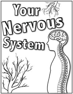 236x302 Central Nervous System Worksheet Coloring Page Nervous System