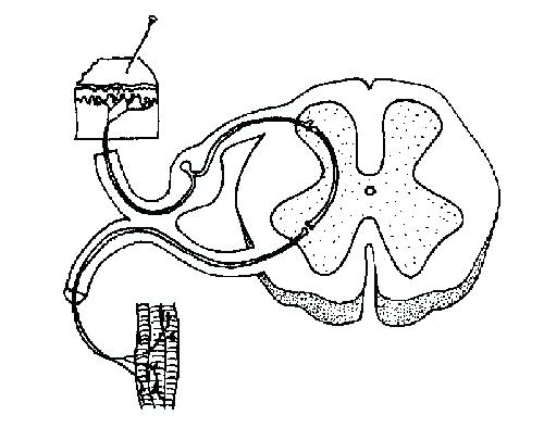 500x405 Chapter 7 Nervous System Coloring Pages Printable Coloring