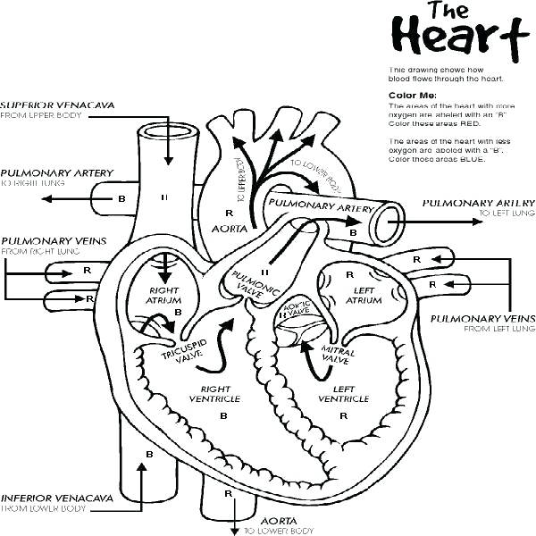 600x600 Heart Anatomy Coloring Pages Human Coloring Page Human Heart Free