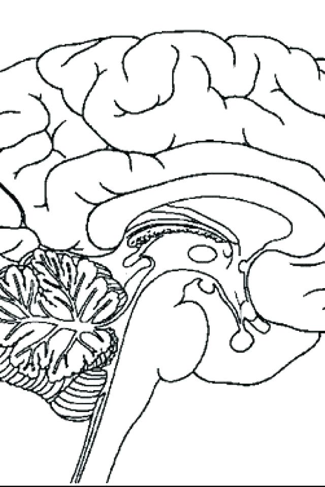 640x960 Nervous System Color Pages Brain Coloring Page The Drawn Pencil