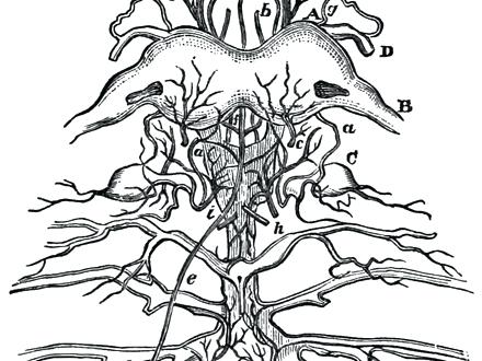 440x330 Nervous System Coloring Page Coloring Pages Of The Human Nervous