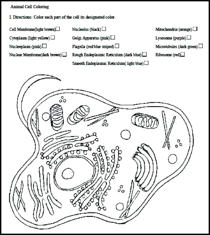 687x767 Nervous System Coloring Page Nerve Nervous System Coloring