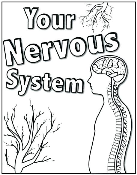 457x586 Nervous System Coloring Page Nervous System Color Pages Nervous