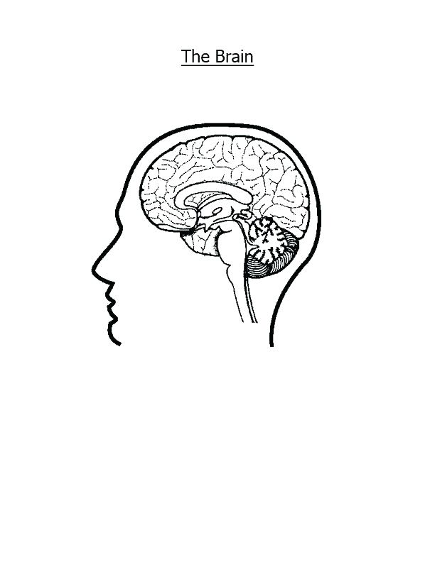 612x792 Nervous System Coloring Page Nervous System Colouring Pages