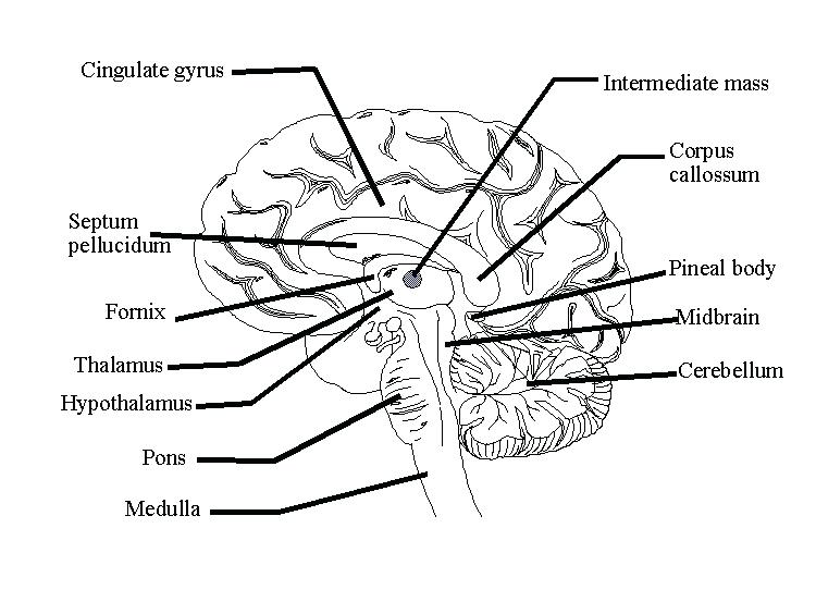 750x564 Nervous System Coloring Pages Horse Nervous System Central Nervous