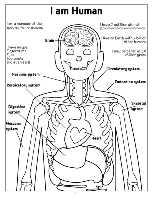 612x792 Nervous System Coloring Pages I Am Human Coloring Page Central