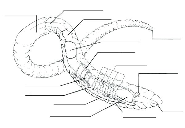 600x415 Nervous System Coloring Worksheet Anatomy Coloring Pages Earthworm