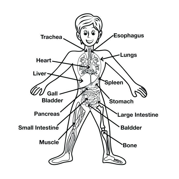 736x736 Nervous System Coloring Worksheet Body Systems Coloring Pages