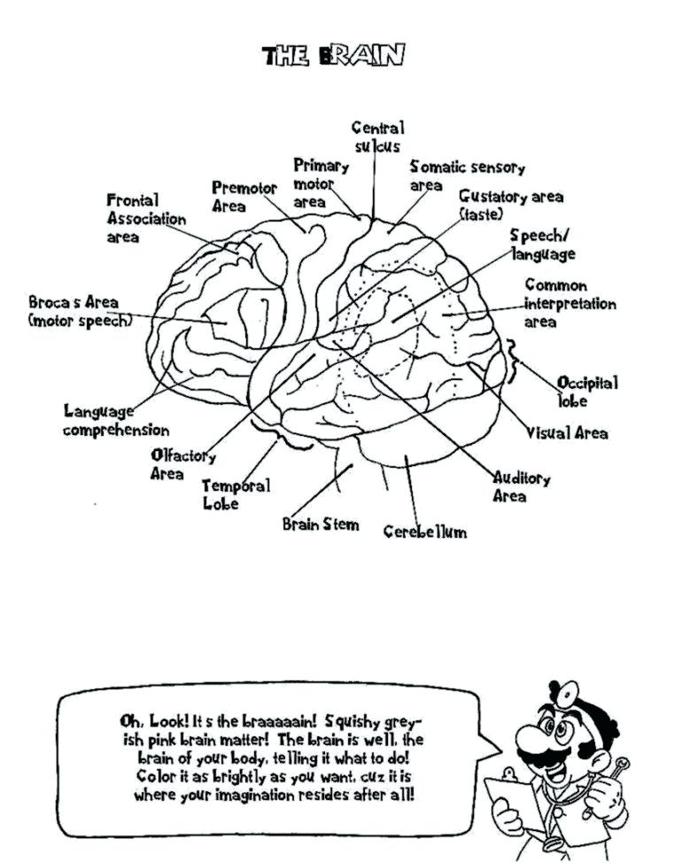 761x974 Nervous System Coloring Worksheet Coloring Nervous System Coloring