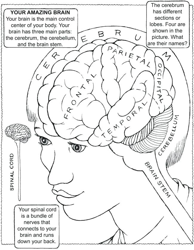 650x837 Nervous System Coloring Worksheet Drawn Brain Coloring Page 9