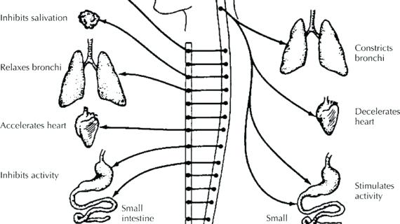 570x320 Nervous System Coloring Worksheet I Am Human Coloring Page Chapter