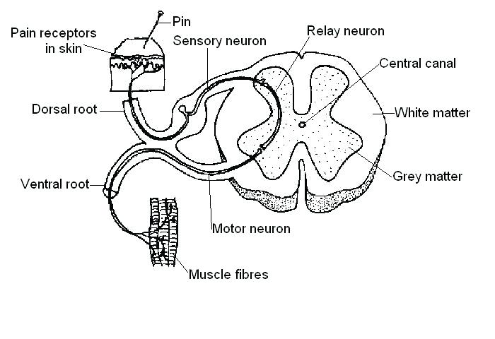 700x480 Nervous System Coloring Worksheet Nervous System Coloring