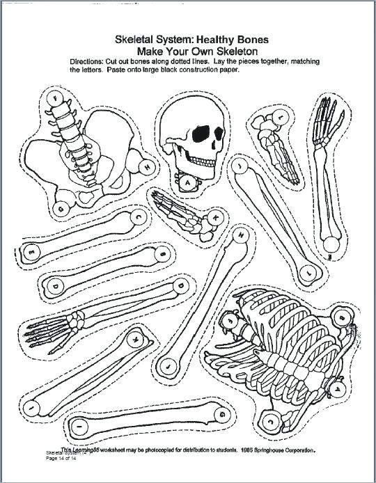 540x694 Skeletal System Coloring Pages Nervous System Coloring Pages