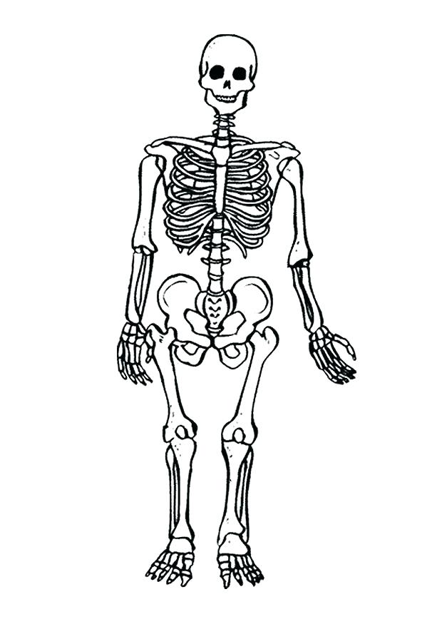 620x875 Skeletal System Coloring Pages Nervous System Coloring Worksheet