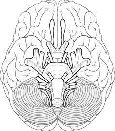 236x270 Human Brain Coloring Page Of Cranial Nerves