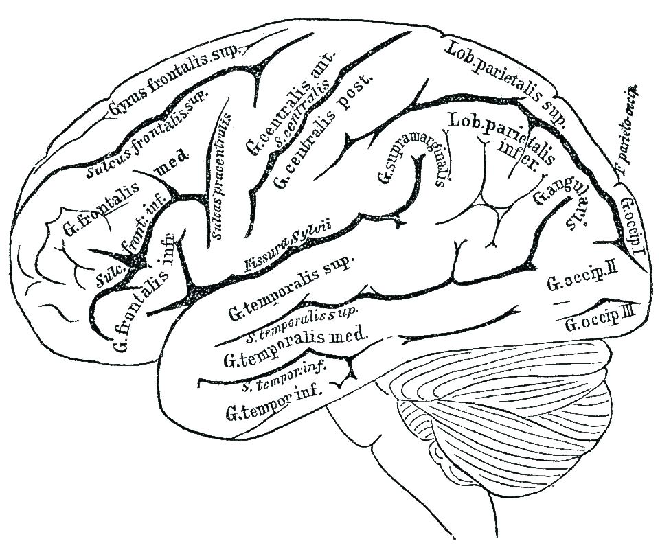 977x804 Nervous System Coloring Pages