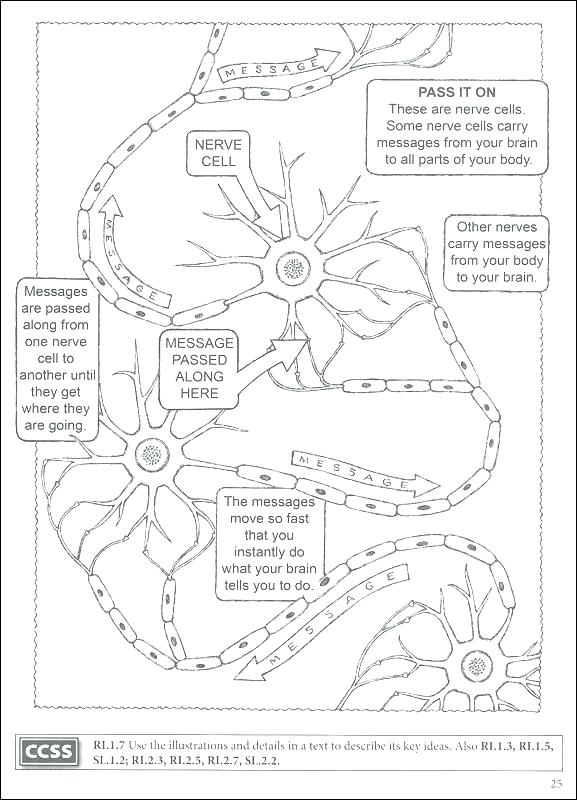 577x800 Anatomy Coloring Pages Brain Anatomy Coloring Pages Brain Coloring