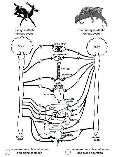 408x541 Autonomic Nervous System Coloring Pages