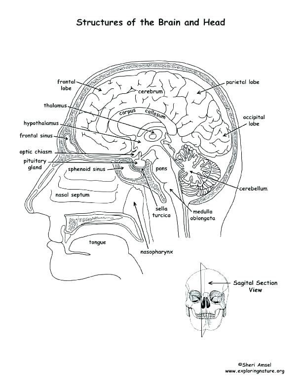 612x792 Autonomic Nervous System Coloring Pages Printable Coloring