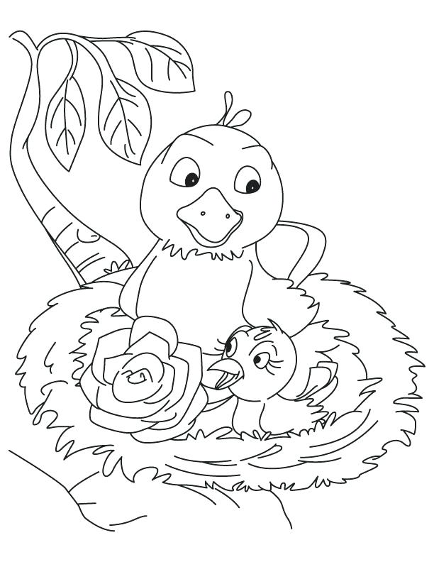 612x792 Bird Nest Coloring Page Pd The Best Nest Coloring Pages Page Home