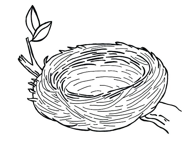 600x454 Bird Nest Coloring Page S Bird Nest Colouring Page