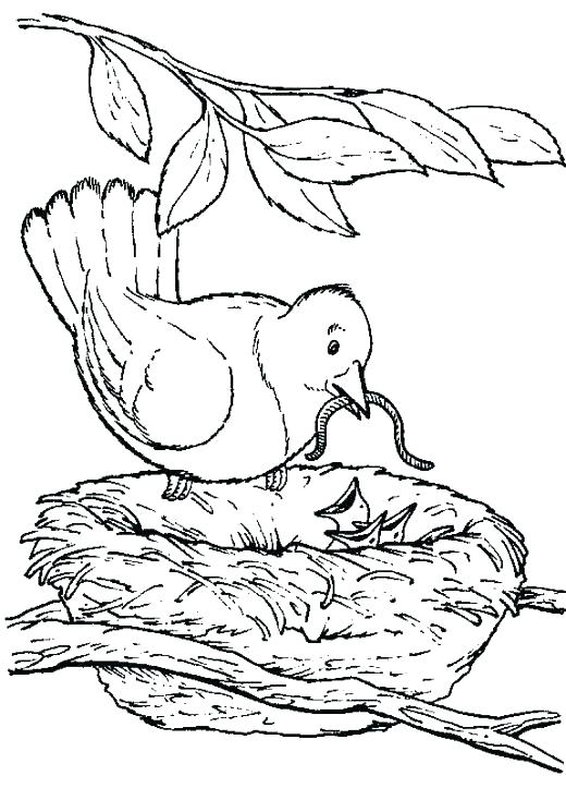 520x723 Bird Nest Coloring Page See 4 Best Images Of Bird Nest Printable