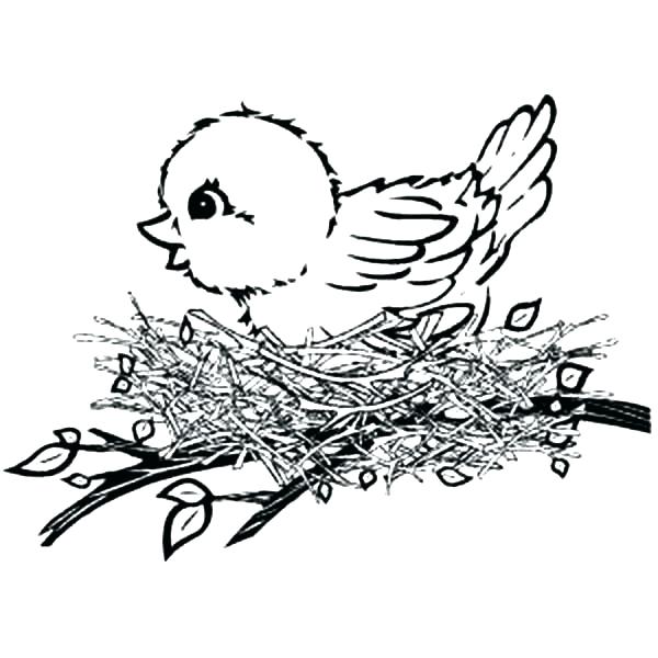 600x600 Or The Baby Bird Coloring Page Baby Bird Nest Coloring Page