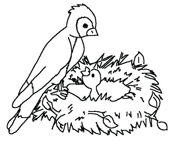 600x500 Baby Bird Coloring Page Hungry Baby Bird In Bird Nest Coloring