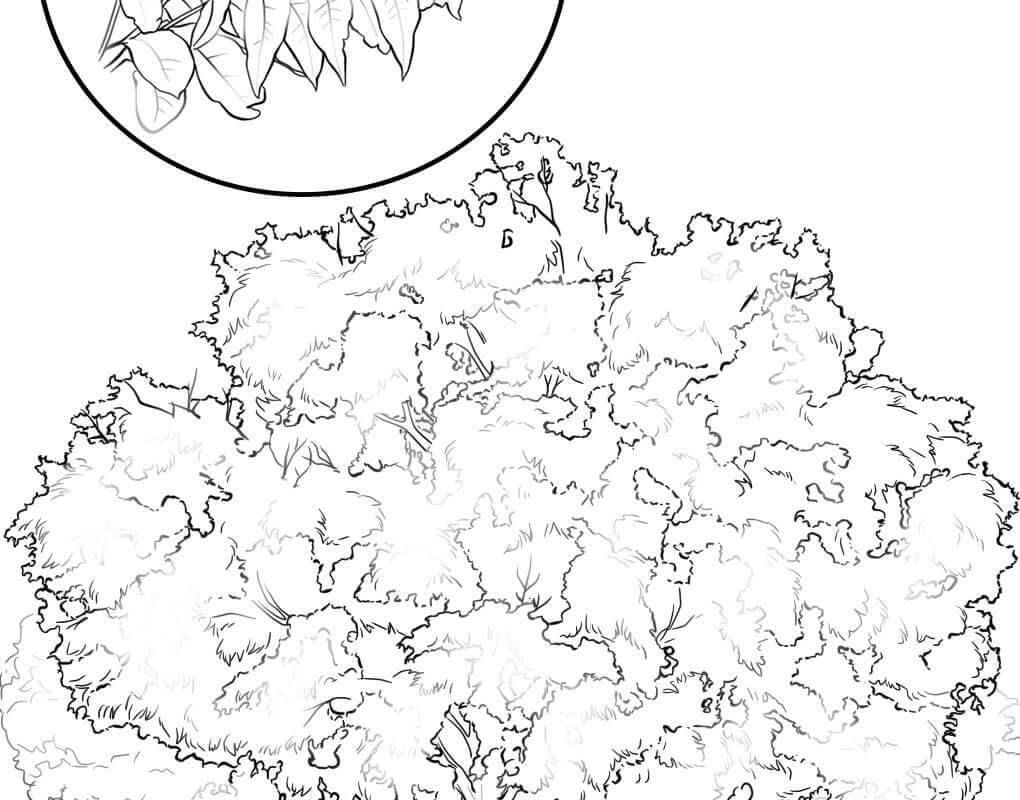 1020x800 Nevada State Bird And Flower Coloring Page