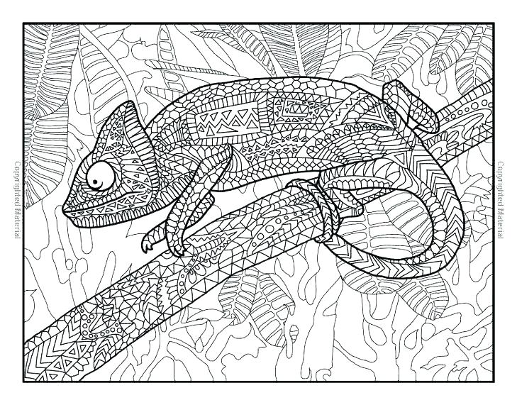 729x564 Reptile Coloring Page Lizard Coloring Sheets Reptile Colouring